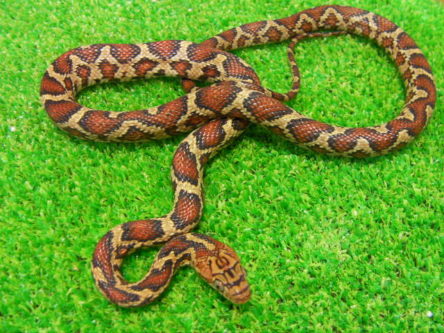 美! ヨルナメラ 約45cm 1