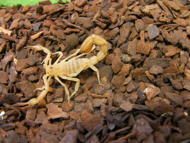 美! ストライプテールスコーピオン 約3cm