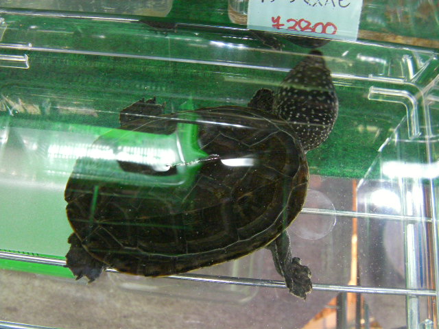 美! ジャイアントマスクタートル 約8.5cm 1