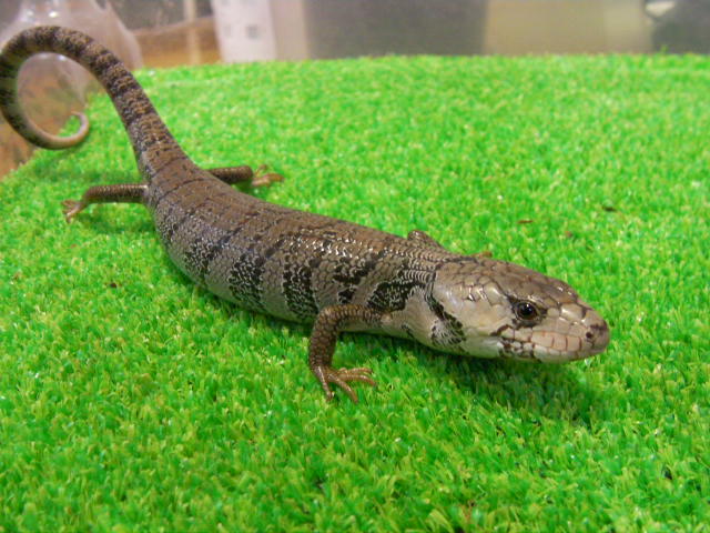 美! モモジタトカゲ(ドイツCB) 約25cm 1