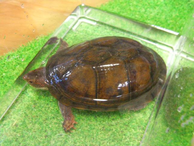 美! サソリドロガメ 約11.5cm たぶん♀ 1