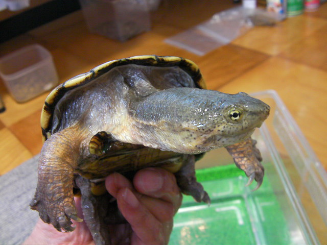 美! キイロドロガメ(ワイルド) 約12.5cm♂ 2