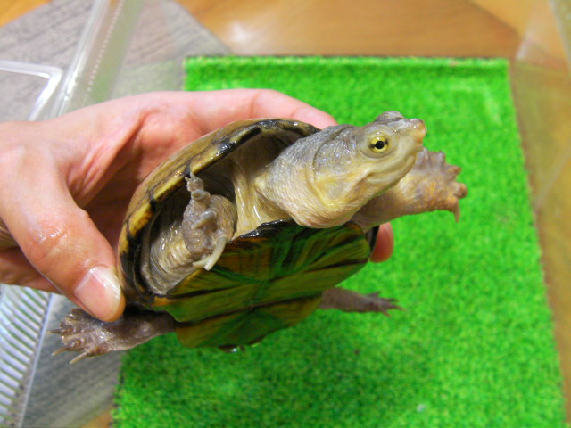 美! キイロドロガメ(ワイルド) 約10cm♀ 1