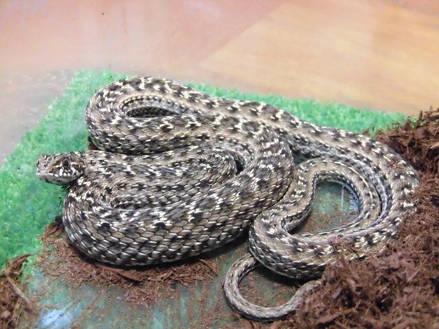 美! モンペリエヘビ 約70cm 1