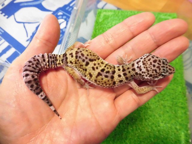 美! ゴジラジャイアント(ヒョウモントカゲモドキ) 約15cm♀ S1