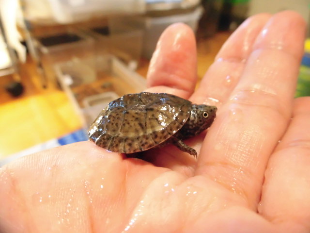 美! オオアタマヒメニオイガメ 約3cm 2