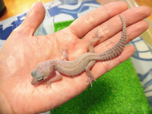 美! マックスノーリューシスティック(ヒョウモントカゲモドキ) 約12cm♀ 1