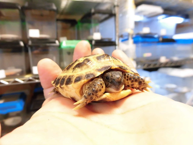美! ロシアリクガメ 甲長約5.5cm 2