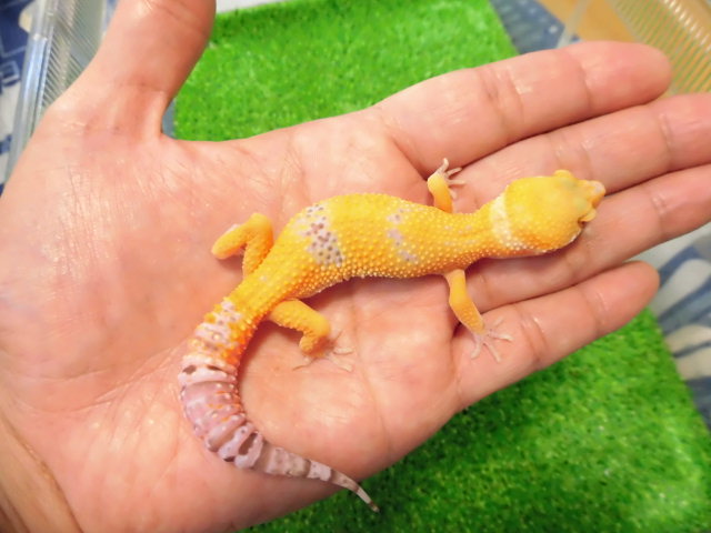 美! ベルサングロー(ヒョウモントカゲモドキ) 約12cm♀ S