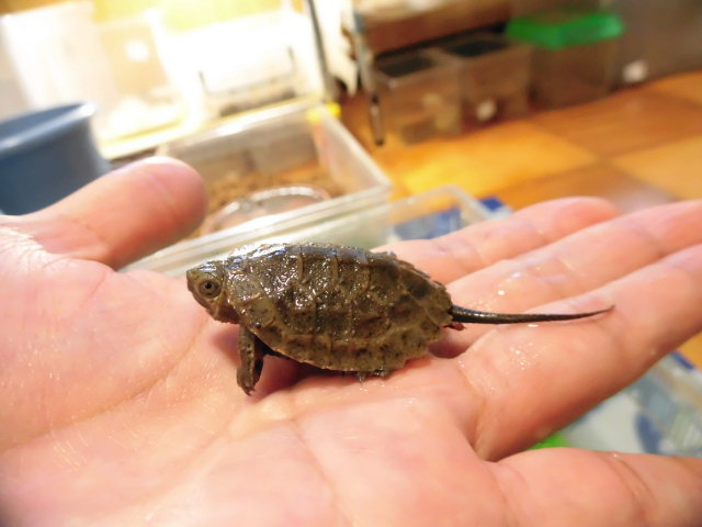 美! ウンキュウ 約3.5cm 2