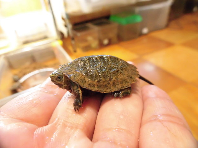美! ウンキュウ 約3.5cm 1