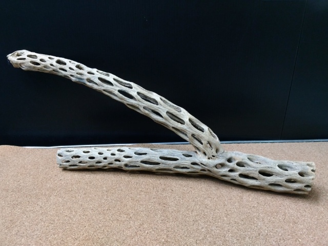 天然サボテンの骨 枝1(59?39?6cm)