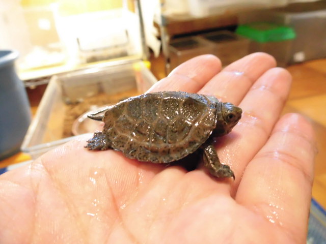 美! ウンキュウ(尾まがり) 約3.5cm 1