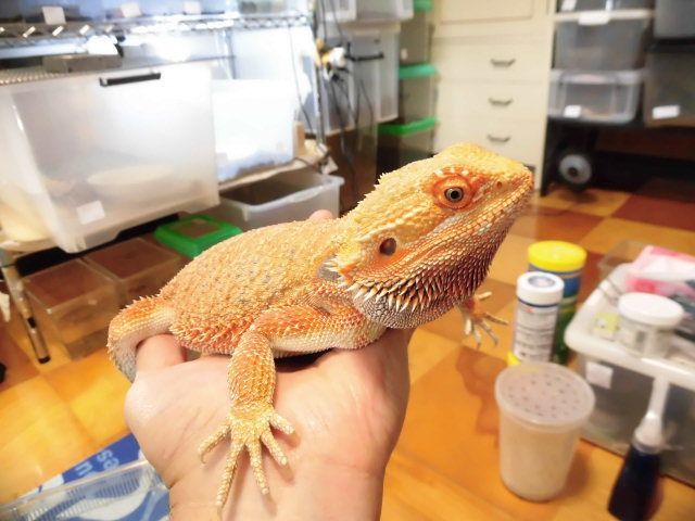 美! フトアゴヒゲトカゲ(ハイポオレンジ) 約38cm♀ A