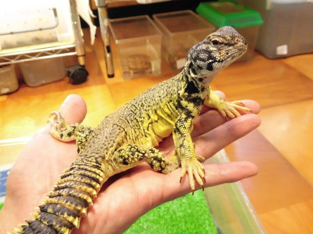 美! マリトゲオアガマ♂ 約25cm 1