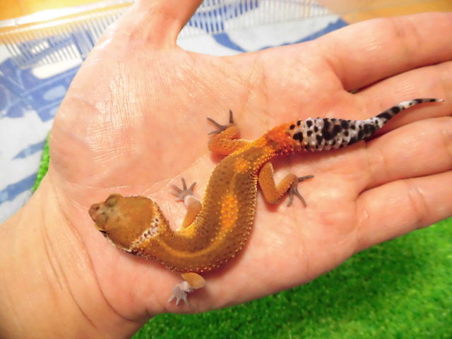 美! ハイポタンジェリンHIG(ヒョウモントカゲモドキ) 約11cm たぶん♀ S
