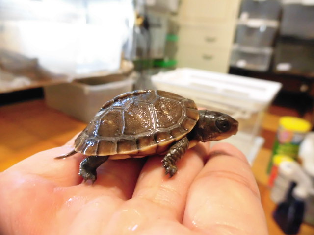 美! ミツユビハコガメ 約4cm 1