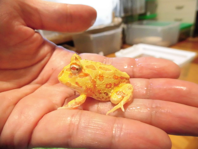 美! クランウェルツノガエル(アルビノ) 約4cm 1