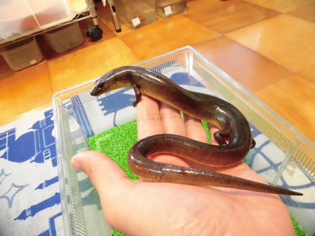 美! アストロジャイアントダイビングスキンク 約30cm 1