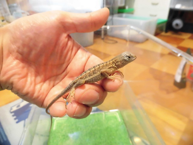 美! マダガスカルミツメイグアナ 約12cm 1