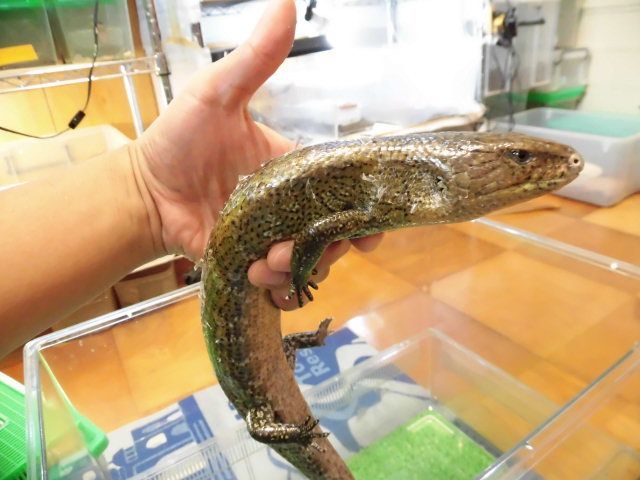 美! ケイアオジタトカゲ 約45cm 1