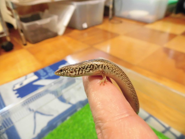 美! オセラータスキンク 約12cm 1