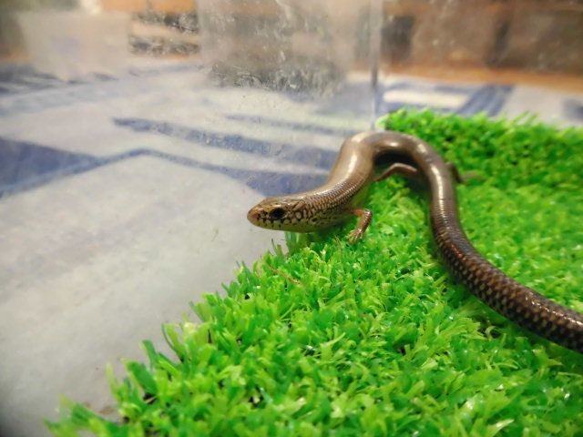 美! マダガスカルブラックウォータースキンク 約15cm 1