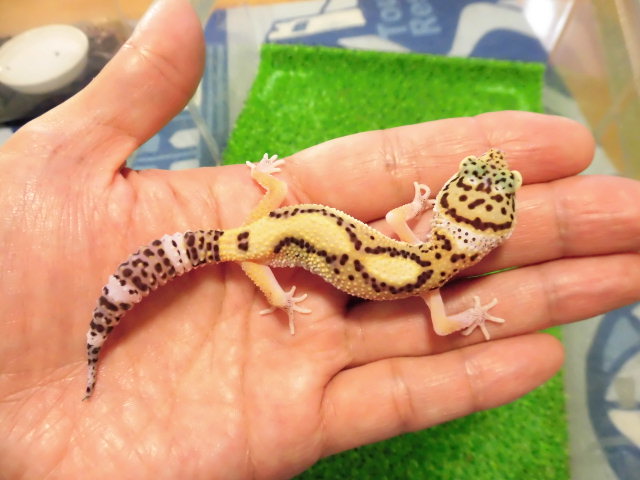 美! スネークアイエクリプス(ヒョウモントカゲモドキ) 約11cm♀ 1