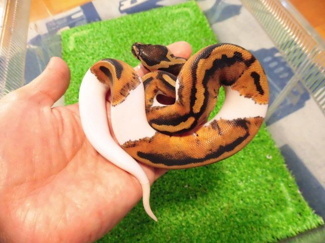美! ボールパイソン(パイボールド)♂ 約35cm A