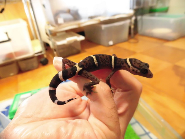 美! ハイナントカゲモドキ 約9cm 1