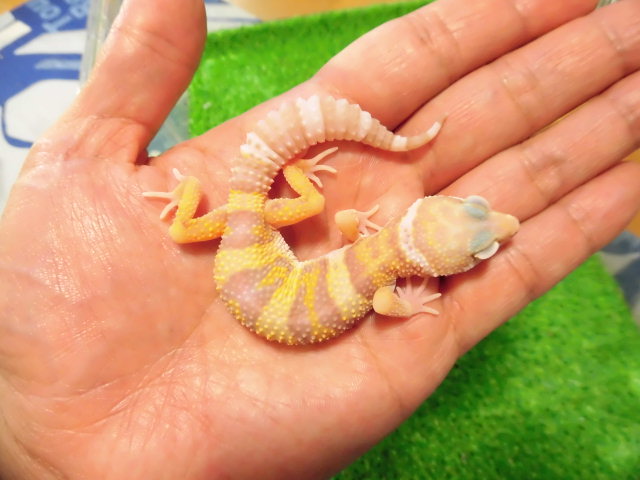 美! レインウォーターアルビノラスベガス(ヒョウモントカゲモドキ) 約11cm♀ S2