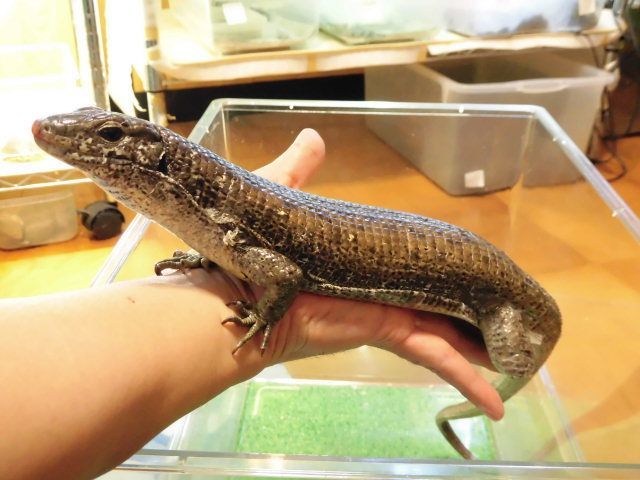 美! マキシムキングゾノザウルス 約60cm♀ 1