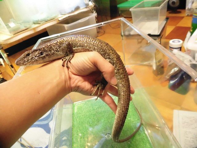 美! マキシムキングゾノザウルス 約50cm♀ 2