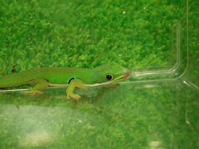 美! ヨツメヒルヤモリ(完尾)♀ 約9cm 1
