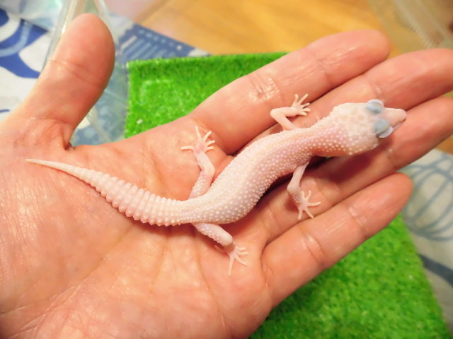 美! ヒョウモントカゲモドキ(アルビノプラチナ) 約10cm 1