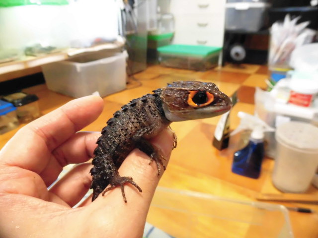 美! アカメカブトトカゲ 約16cm♀ 1