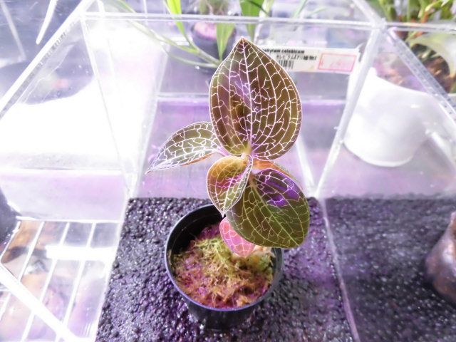 美! ドッシノキルス タートルバック(ジュエルオーキッド) 6?13cm