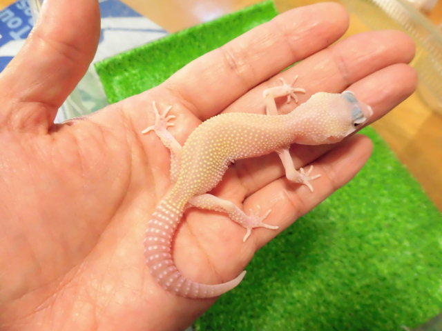 美! ブリザード ソリッドアイ(ヒョウモントカゲモドキ) 約10cm たぶん♀ 1