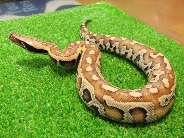 美! マラヤンブラッドパイソン 約40cm 1