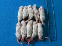 （ホッパー）１０匹　国産冷凍マウス　ホッパー（約６ｃｍ）