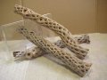 （太５０cm）天然サボテンの骨