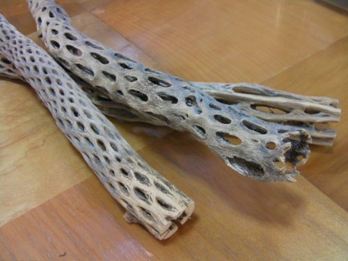他の写真1: （細６５cm）天然サボテンの骨