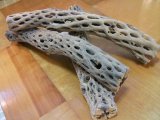 （太４０ｃｍ）天然サボテンの骨