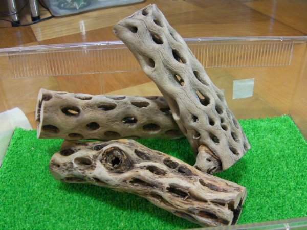 画像1: （太２０cm）天然サボテンの骨