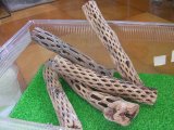 （細２０cm）天然サボテンの骨