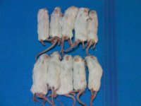 （アダルトＬＬ）１０匹　国産冷凍マウス　アダルトＬＬ（約１０ｃｍ）