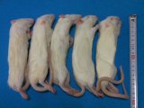 （ラット）アダルトS×５匹　国産冷凍ラット　アダルトＳ（約１５ｃｍ）