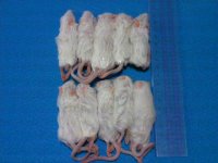 （アダルトＭ）１０匹　国産冷凍マウス　アダルトＭ（約７ｃｍ）