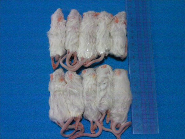 画像1: （アダルトＭ）１０匹　国産冷凍マウス　アダルトＭ（約７ｃｍ）