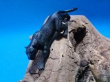 黒ヒョウ（Ｐapo社製）　